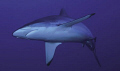   Grey Reef Shark Carcharhinus ammblyrhynchos  